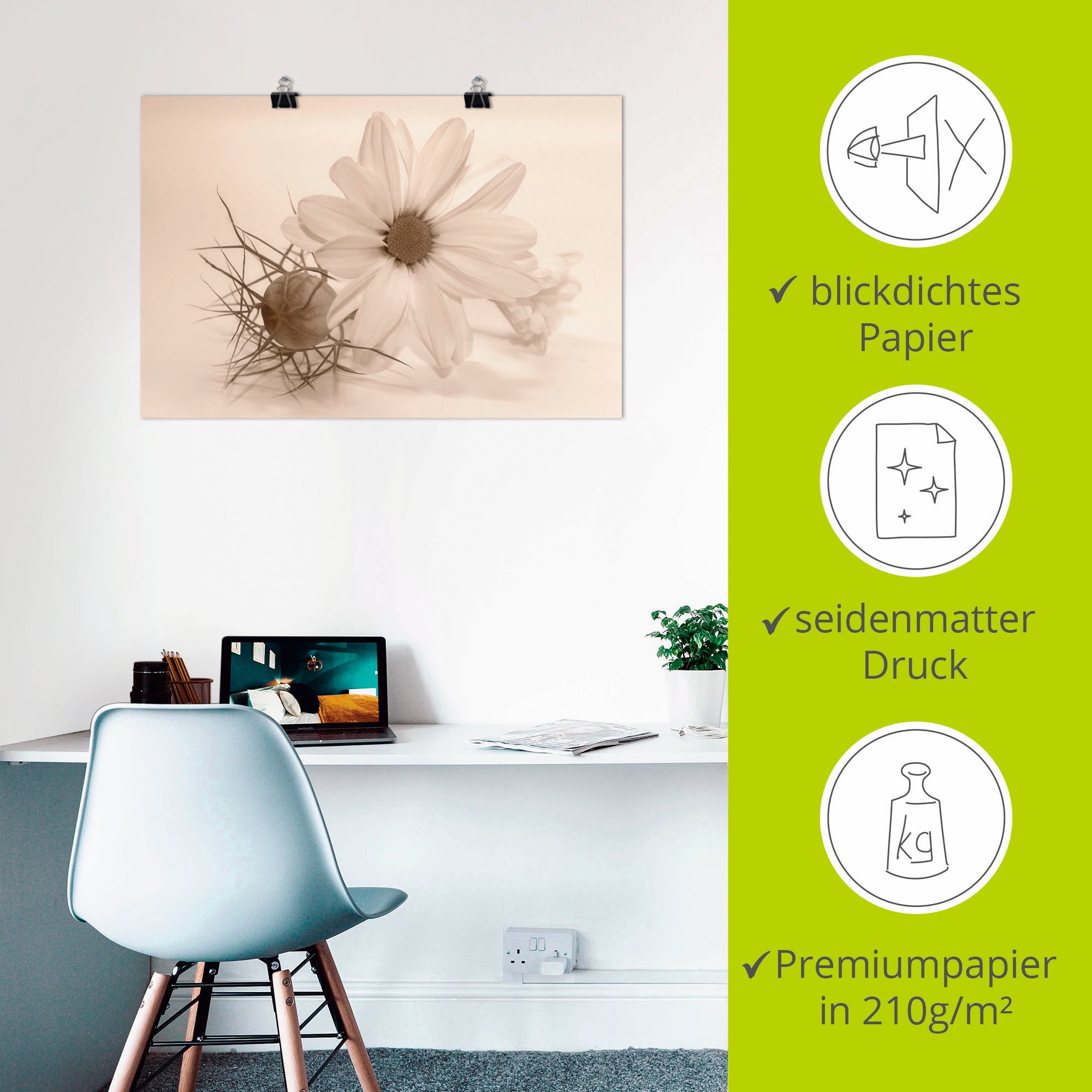 Artland Wandbild »Chrysantheme«, Blumen, (1 St.), als Alubild, Outdoorbild, Poster in verschied. Grössen