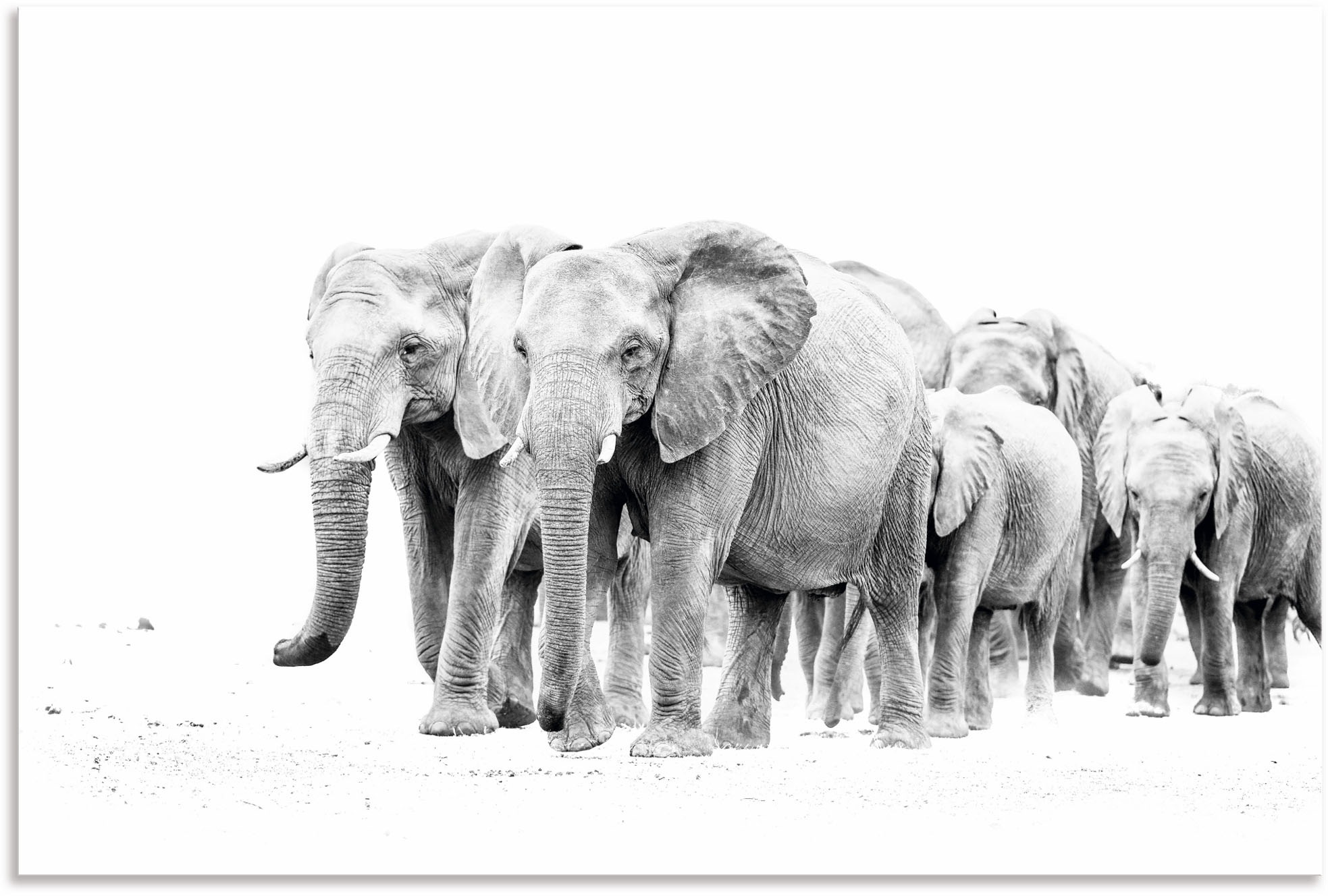 Artland Wandbild »Karawane der Eefanten«, Elefanten Bilder, (1 St.), als  Alubild, Leinwandbild, Wandaufkleber oder Poster in versch. Grössen online  kaufen | Jelmoli-Versand