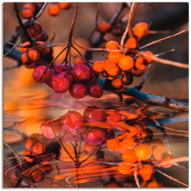 Artland Wandbild »Rote Beeren - Wildbeeren«, Pflanzen, (1 St.), als Alubild,  Leinwandbild, Wandaufkleber oder Poster in versch. Grössen online bestellen  | Jelmoli-Versand