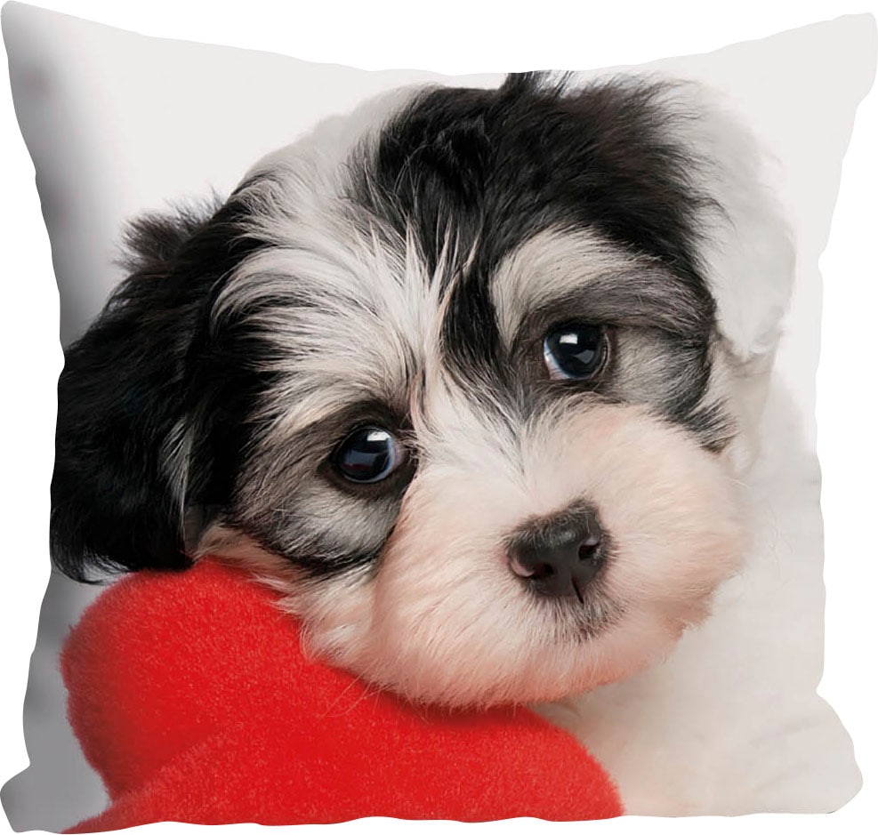 queence Dekokissen "Vanessa" Kissenhülle,süßer kleiner Hund,Niedlich,Tiermotiv,Charmant,Freundlich