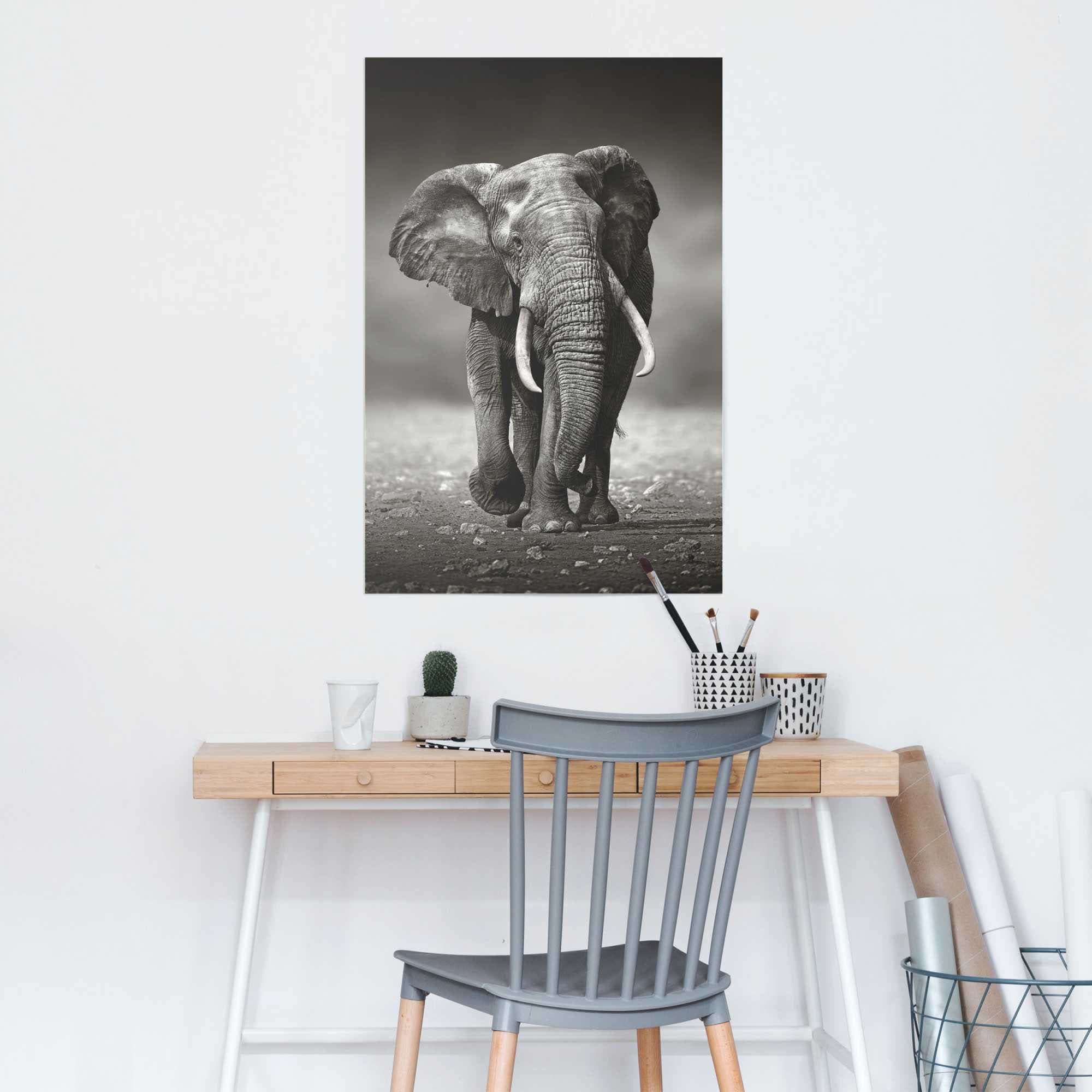 ❤ Reinders! Poster »Poster Elefant Shop Jelmoli-Online ordern (1 Elefanten, St.) im Wanderung«