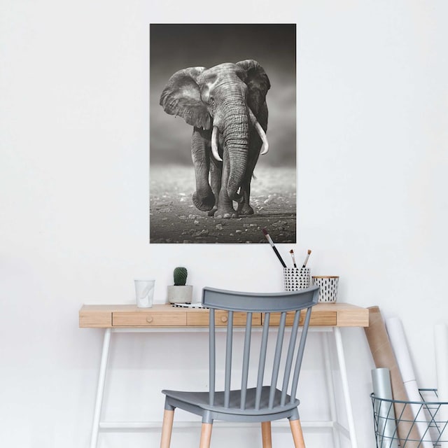 ❤ Reinders! Poster »Poster Elefant Wanderung«, Elefanten, (1 St.) ordern im  Jelmoli-Online Shop