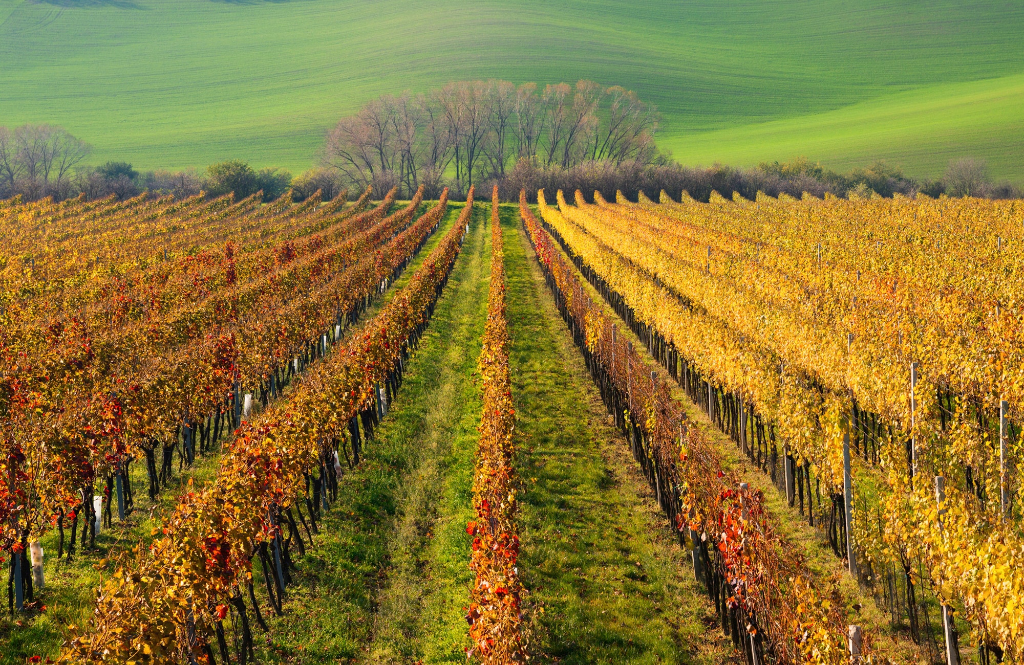 Papermoon Fototapete »WEIN-BERG-HERBST REBEN ABSTRAKT FARBIG FELD WIESE BÄUME«