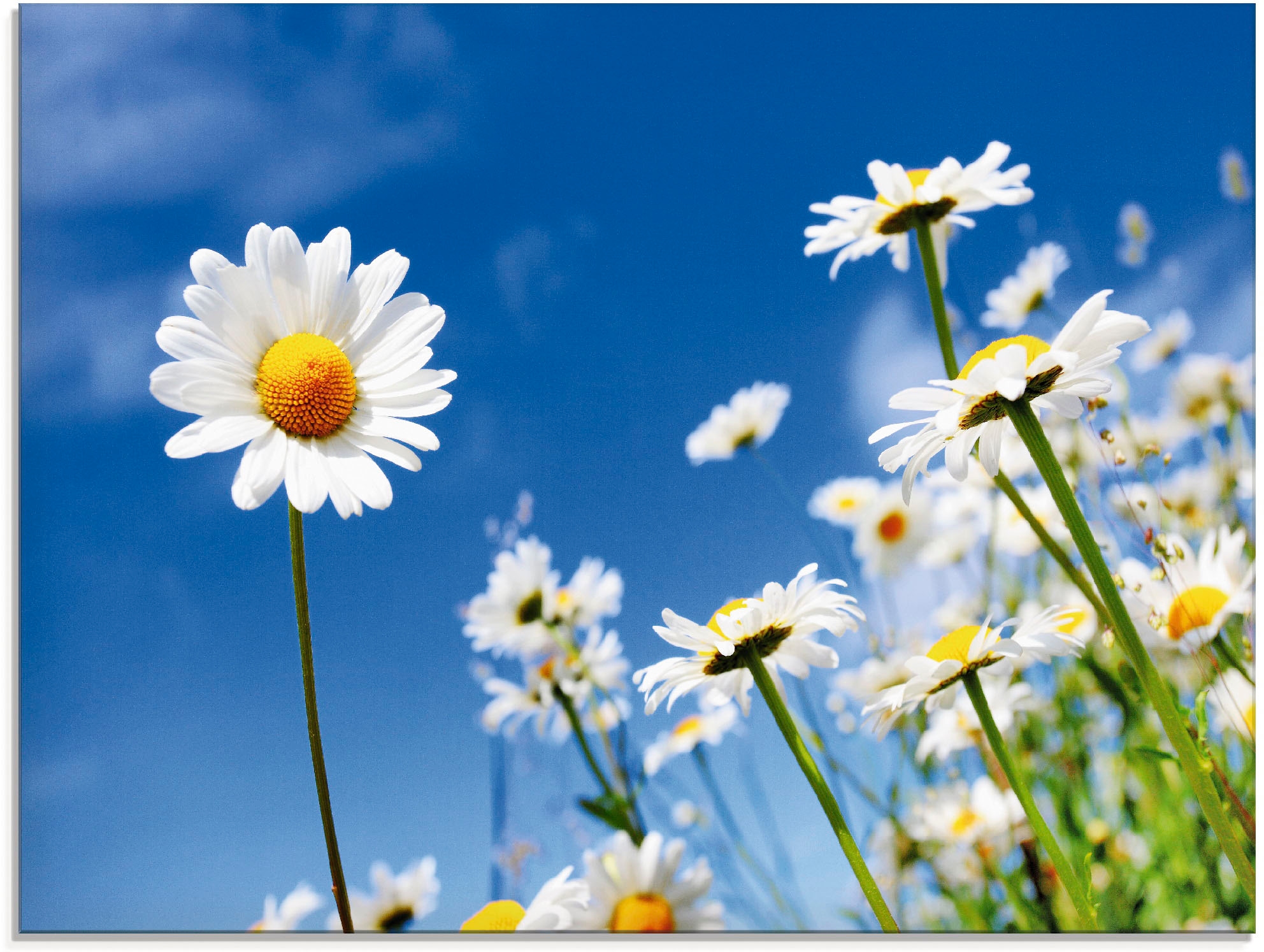 verschiedenen Glasbild (1 in online Grössen Blumenwiese, St.), bestellen Artland »Gänseblümchen«, Jelmoli-Versand |
