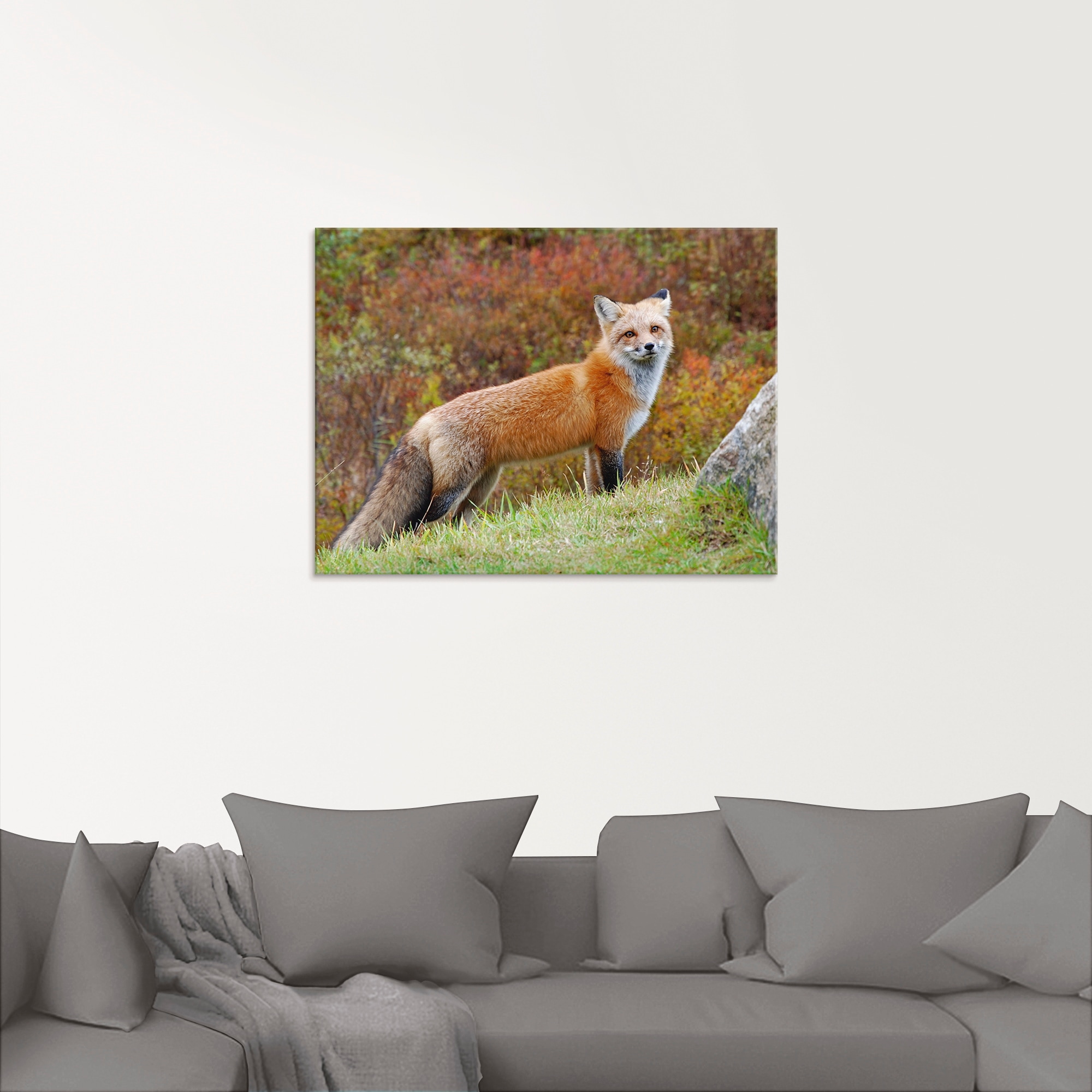 Artland Glasbild Jelmoli-Versand bestellen Wildtiere, online | »Fuchs in verschiedenen Grössen St.), I«, (1