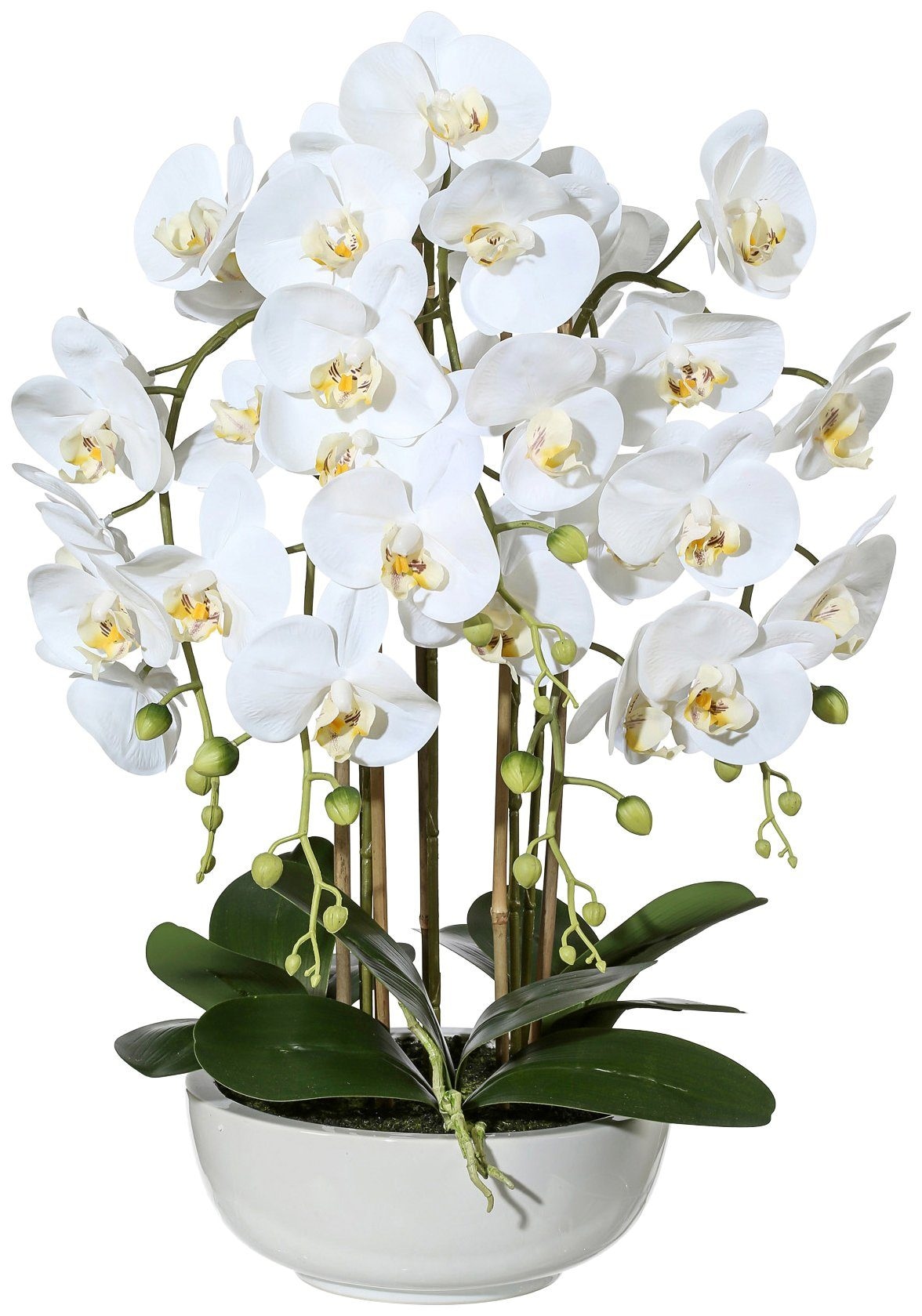 online Creativ in Phalaenopsis«, | green Jelmoli-Versand Keramikschale kaufen Kunstpflanze »Orchidee