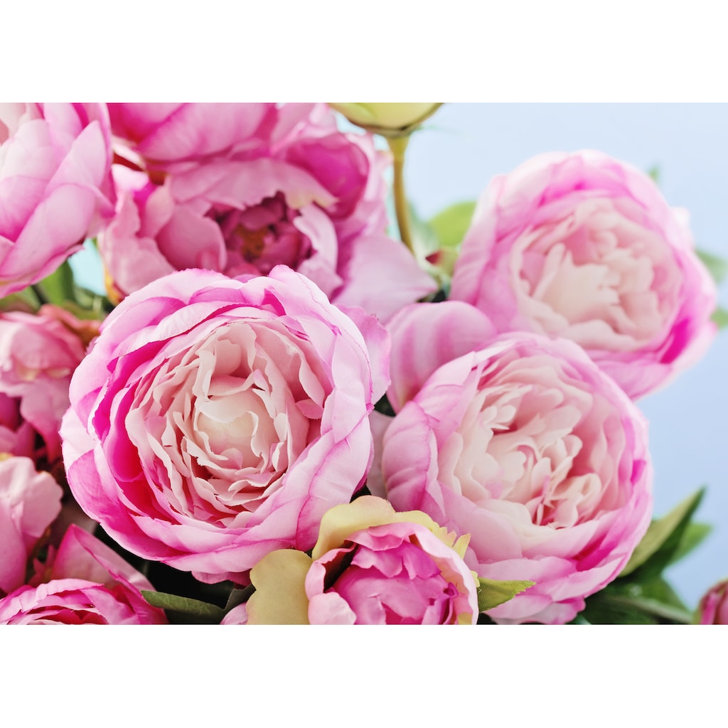 Papermoon Fototapete »Pink Peony Flowers«