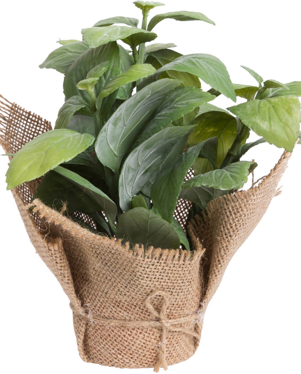 Botanic-Haus Künstliche Zimmerpflanze »Kräuter« online Jelmoli-Versand shoppen 
