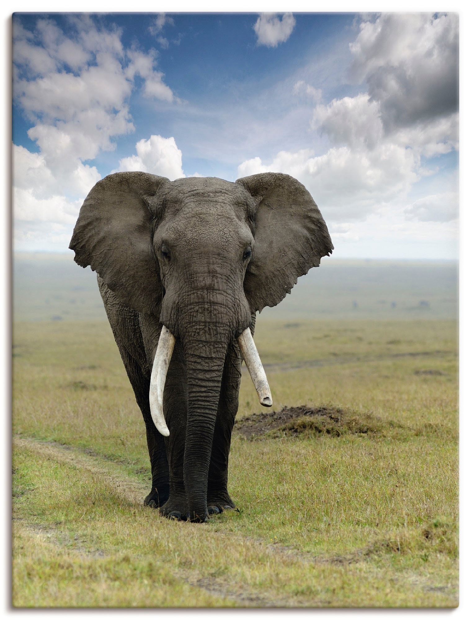 Artland Wandbild oder | versch. Poster Grössen Leinwandbild, Jelmoli-Versand St.), »Elefant«, online als Alubild, bestellen Wandaufkleber Wildtiere, in (1