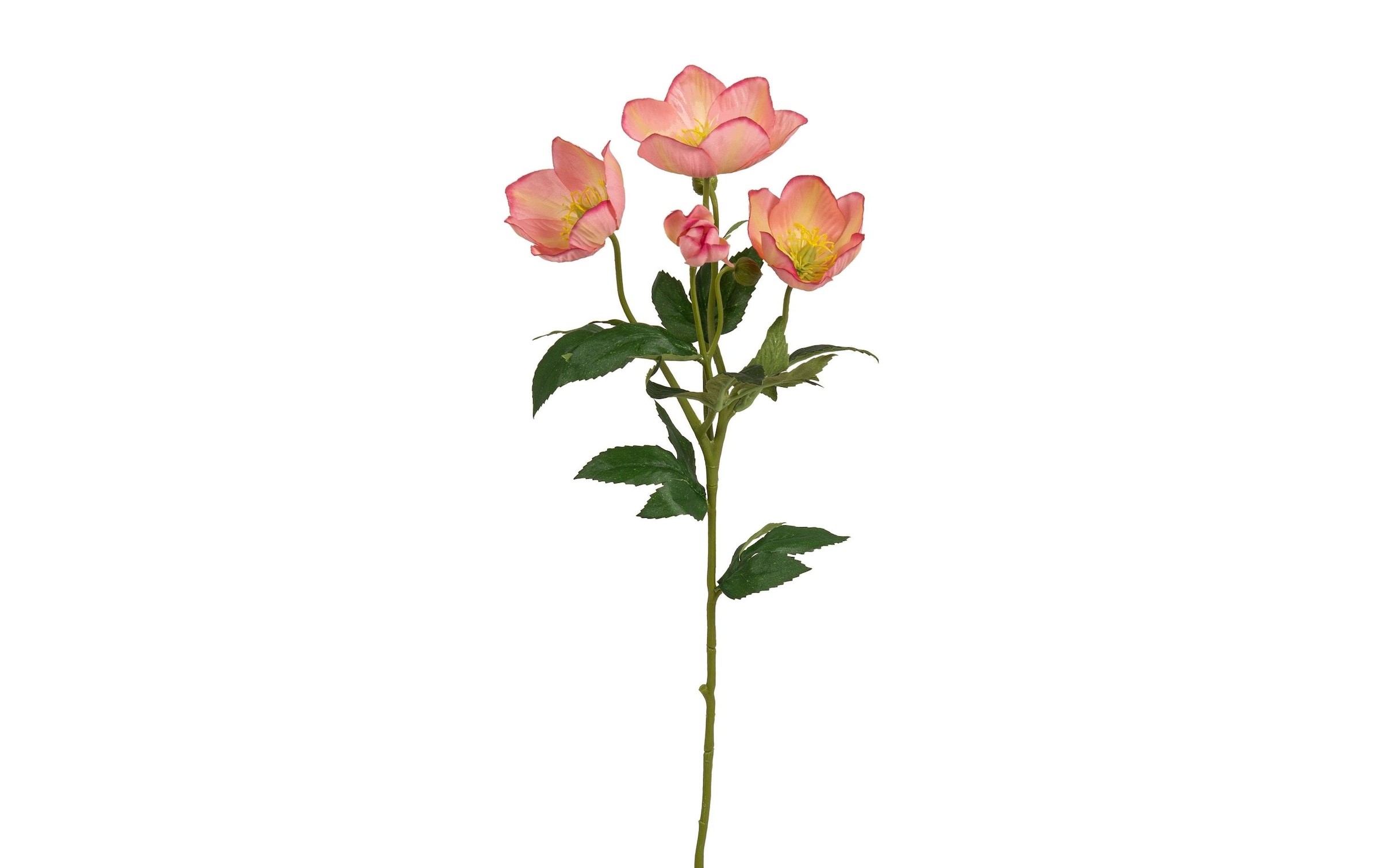 kaufen Altrosa« | Set, »Christrosen 62 Jelmoli-Versand Kunstblume online Botanic-Haus cm, 3-er