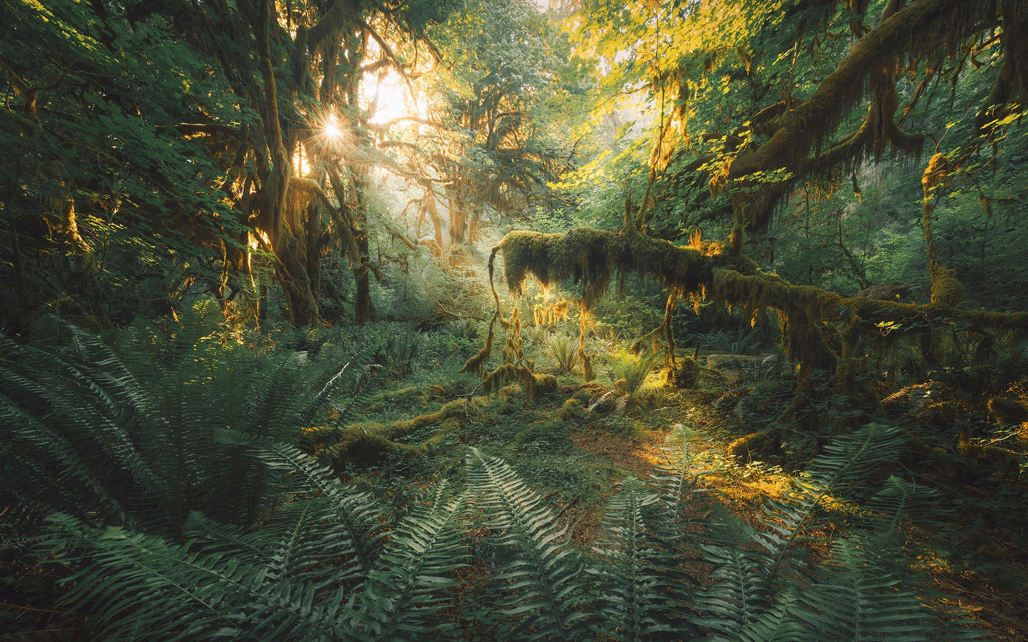 Komar Fototapete »Digitaldruck Vlies - Hall of Mosses - Grösse 400 x 250 cm«, bedruckt, Wohnzimmer, Schlafzimmer