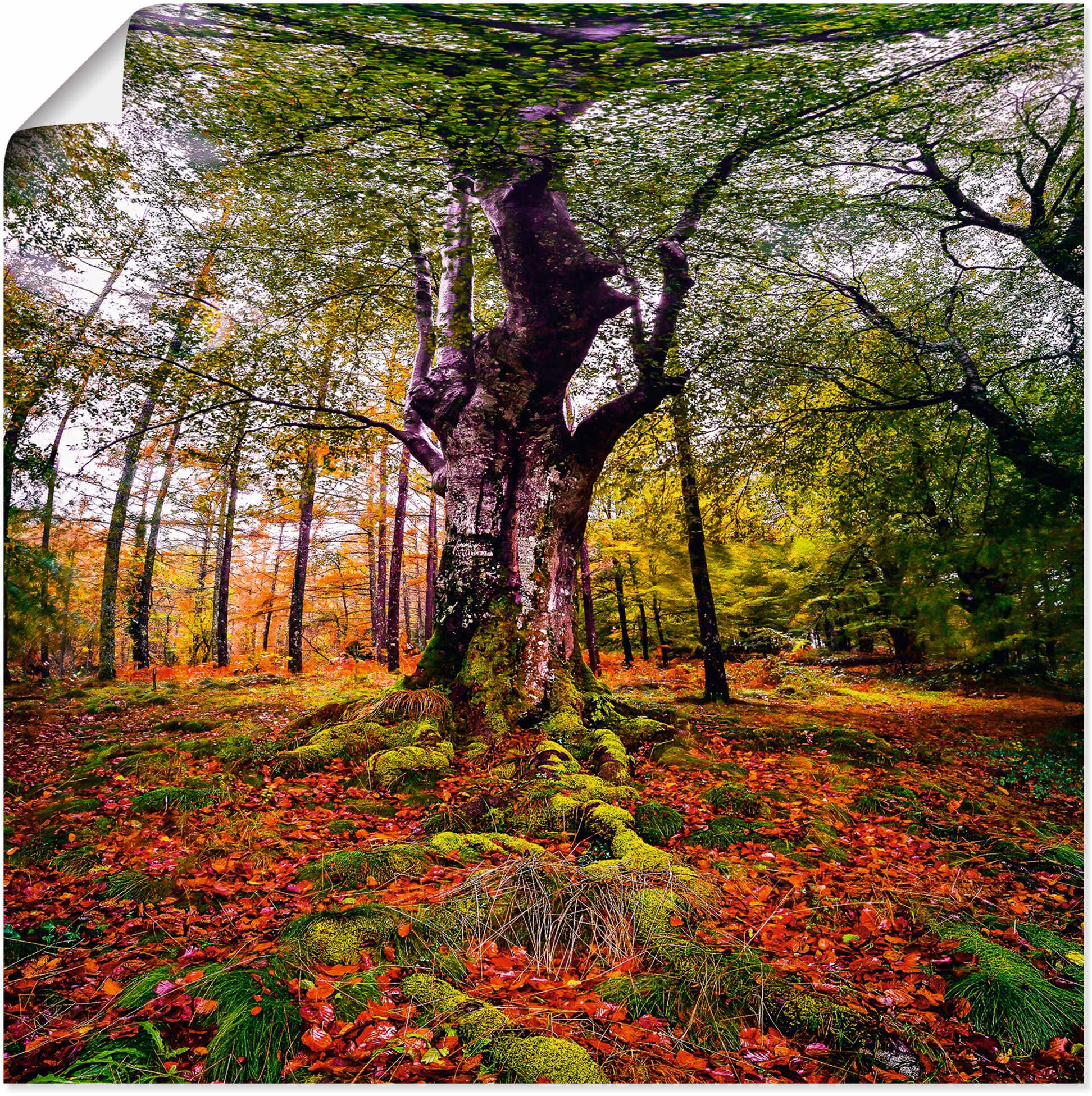 Artland Wandbild »Baum im Wald«, Jelmoli-Versand Poster versch. Baumbilder, Wandaufkleber Alubild, | online Leinwandbild, (1 St.), Grössen kaufen als oder in