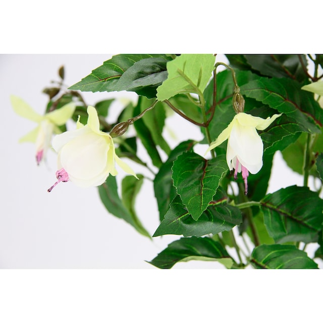 I.GE.A. Kunstblume »Fuchsien«, Im Topf Zimmerpflanze Deko  Doppelblütenblätter Topfpflanze Hybrid Hort online kaufen | Jelmoli-Versand