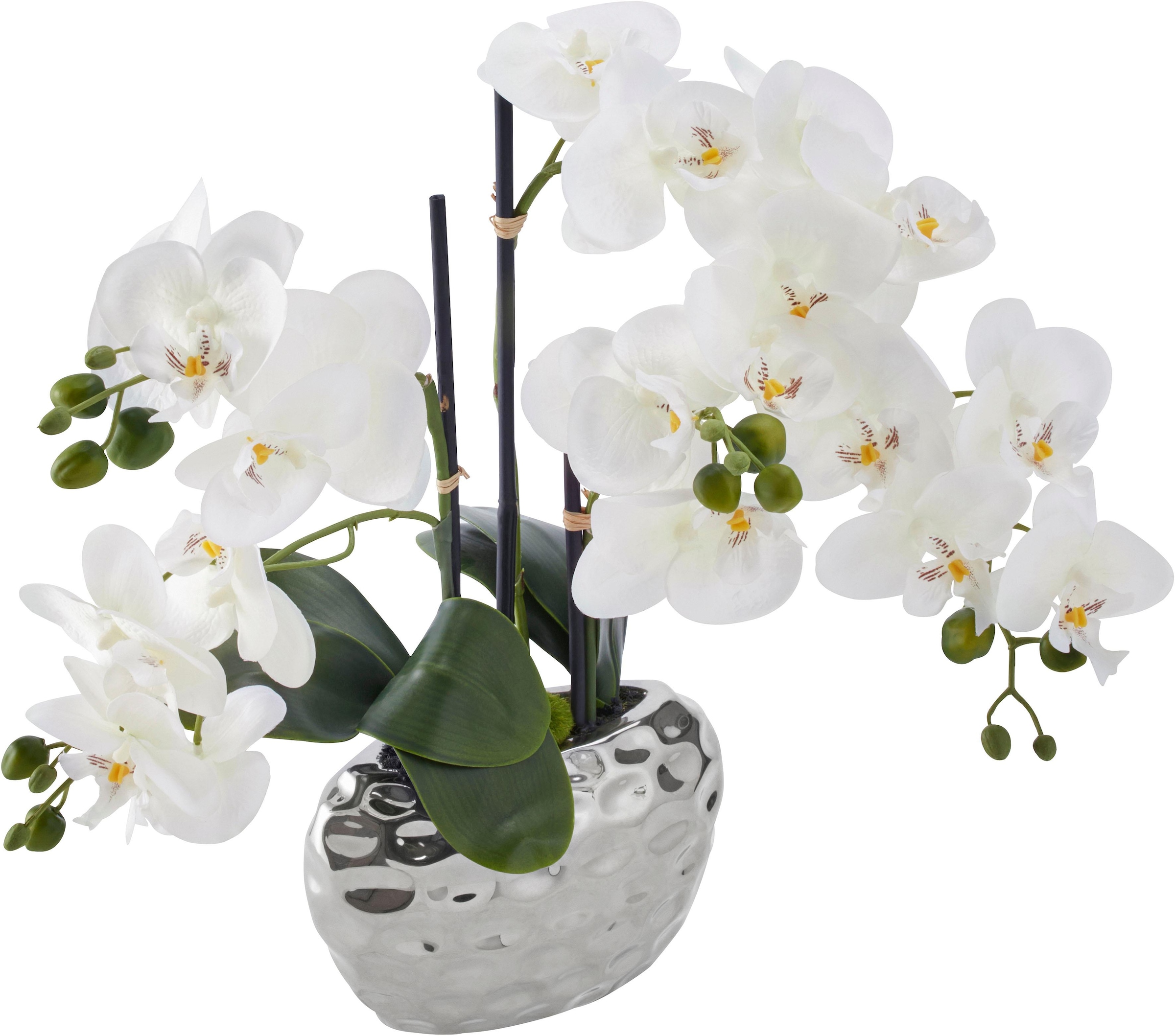 online Jelmoli-Versand Creativ | »Orchidee« shoppen green Kunstpflanze