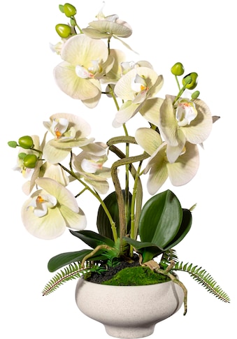 Kunstorchidee »Orchidee Phalaenopsis im Keramiktopf«