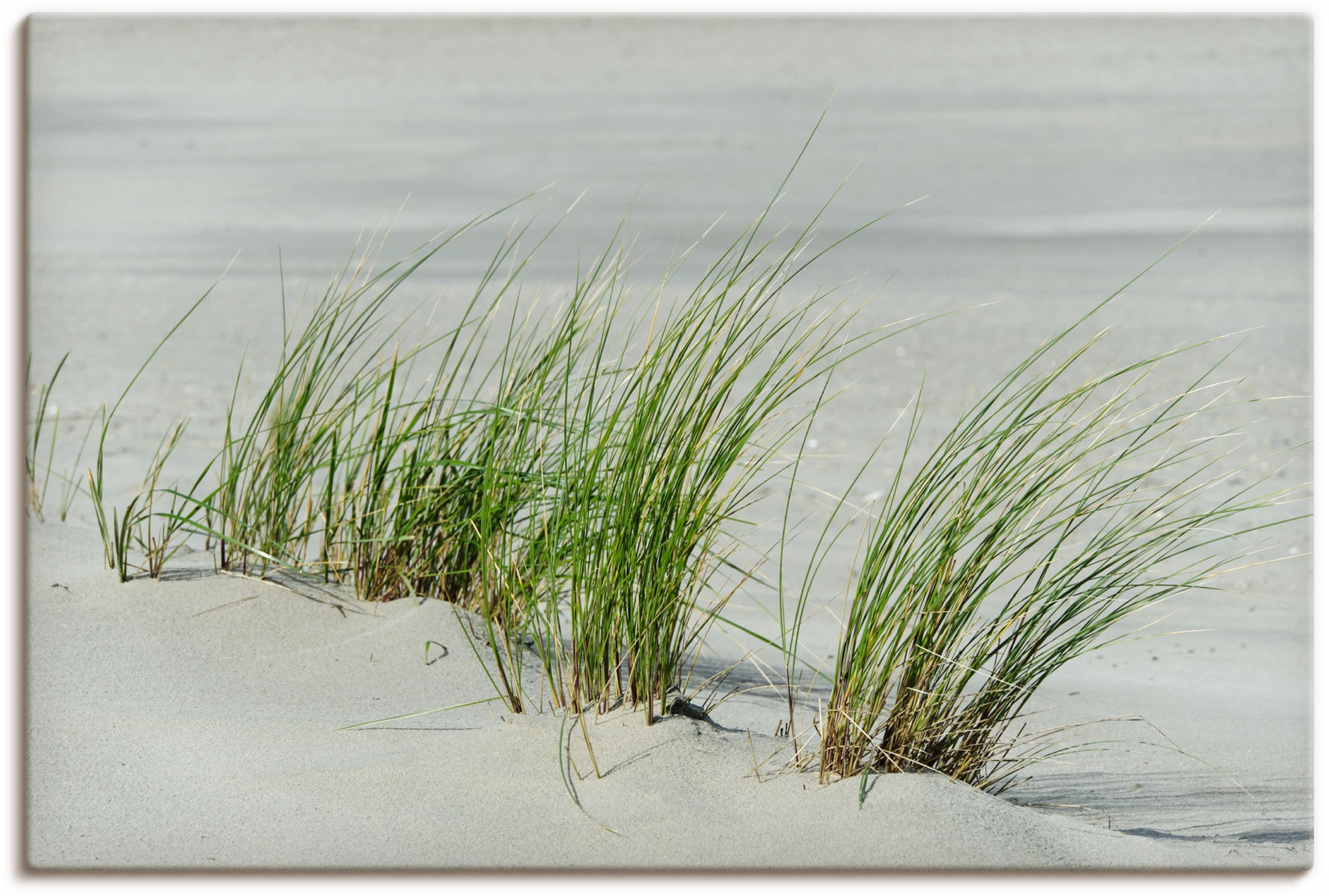 Artland Leinwandbild »Gräser am Strand«, Strandbilder, (1 St.), auf Keilrahmen gespannt