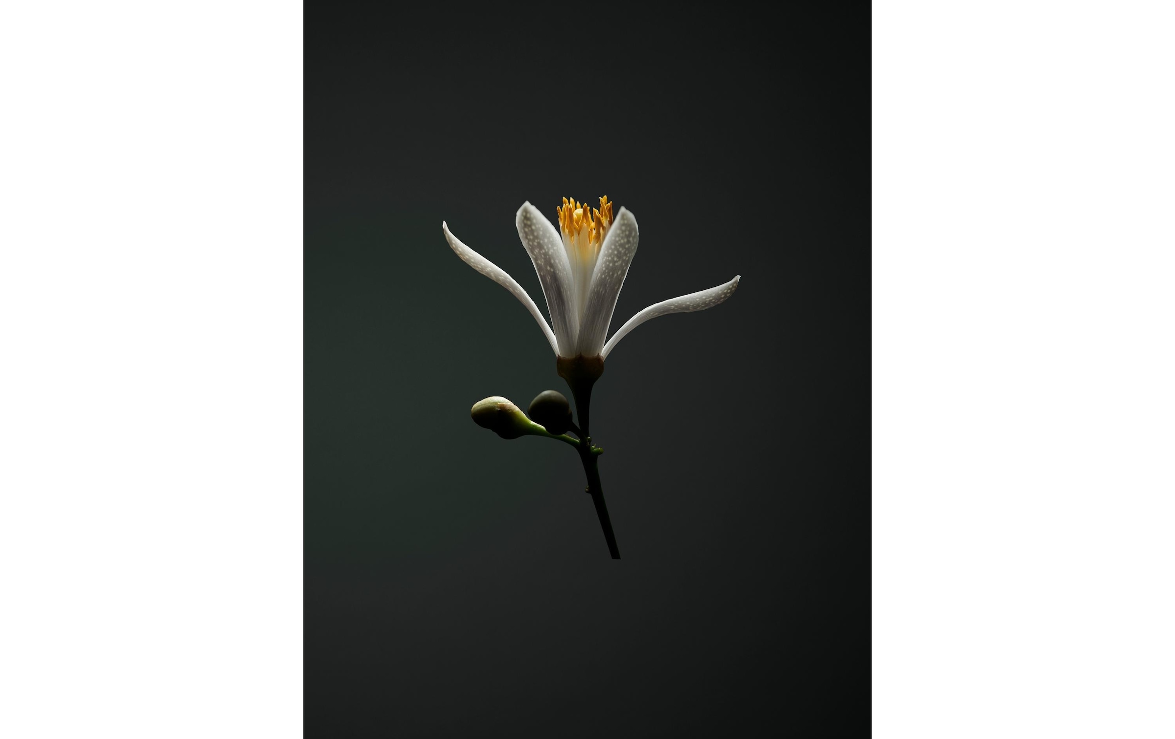 Diffuser »Revoltab Smart Starterpack 3 Weiss, Neroli 38°«