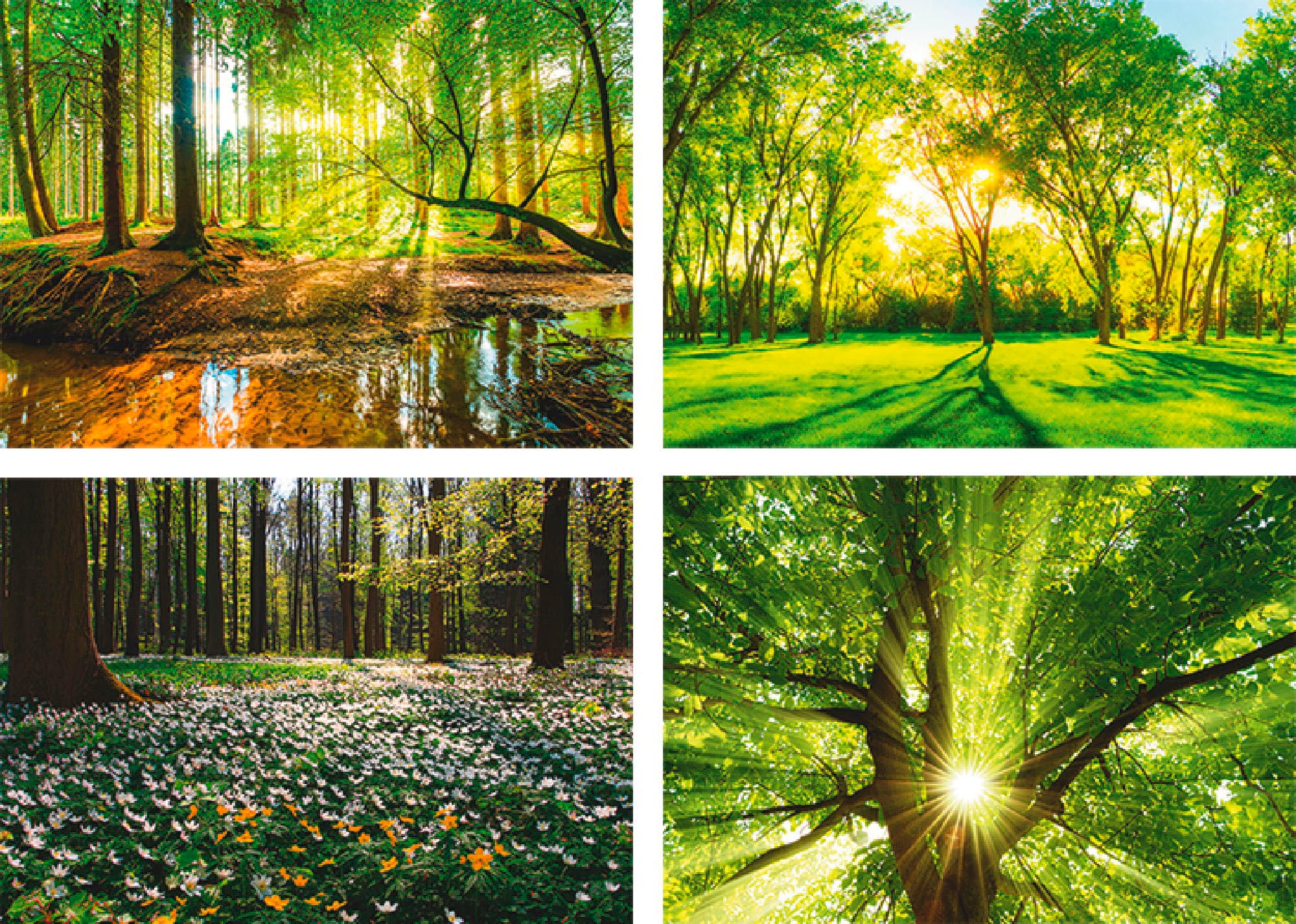 | Poster St.), (4 Bach Frühling Jelmoli-Versand Artland Sonne Wandbild, Bild, Baum«, kaufen Windrosen Wandposter Poster, Wald, »Wald online