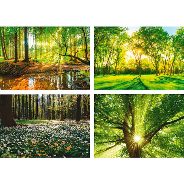 Artland Poster »Wald Bach Frühling Windrosen Sonne Baum«, Wald, (4 St.),  Poster, Wandbild, Bild, Wandposter online kaufen | Jelmoli-Versand