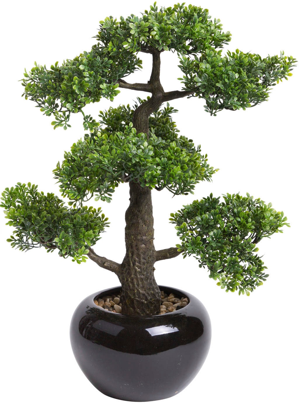 Kunstbonsai Jelmoli-Versand »Ficus shoppen Botanic-Haus Bonsai« | online