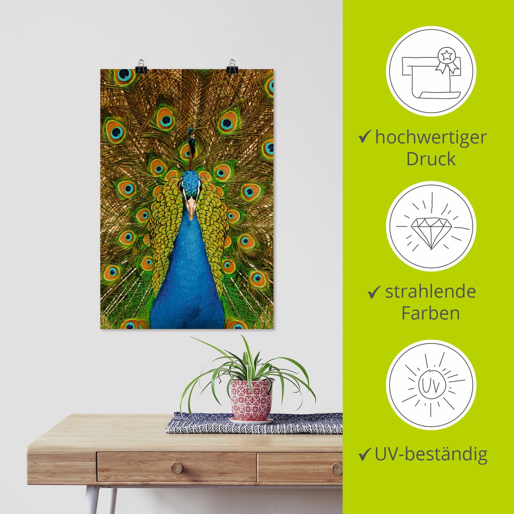 Artland Poster »Stolzer Pfau«, Vögel, (1 St.), als Alubild, Leinwandbild, Wandaufkleber oder Poster in versch. Grössen