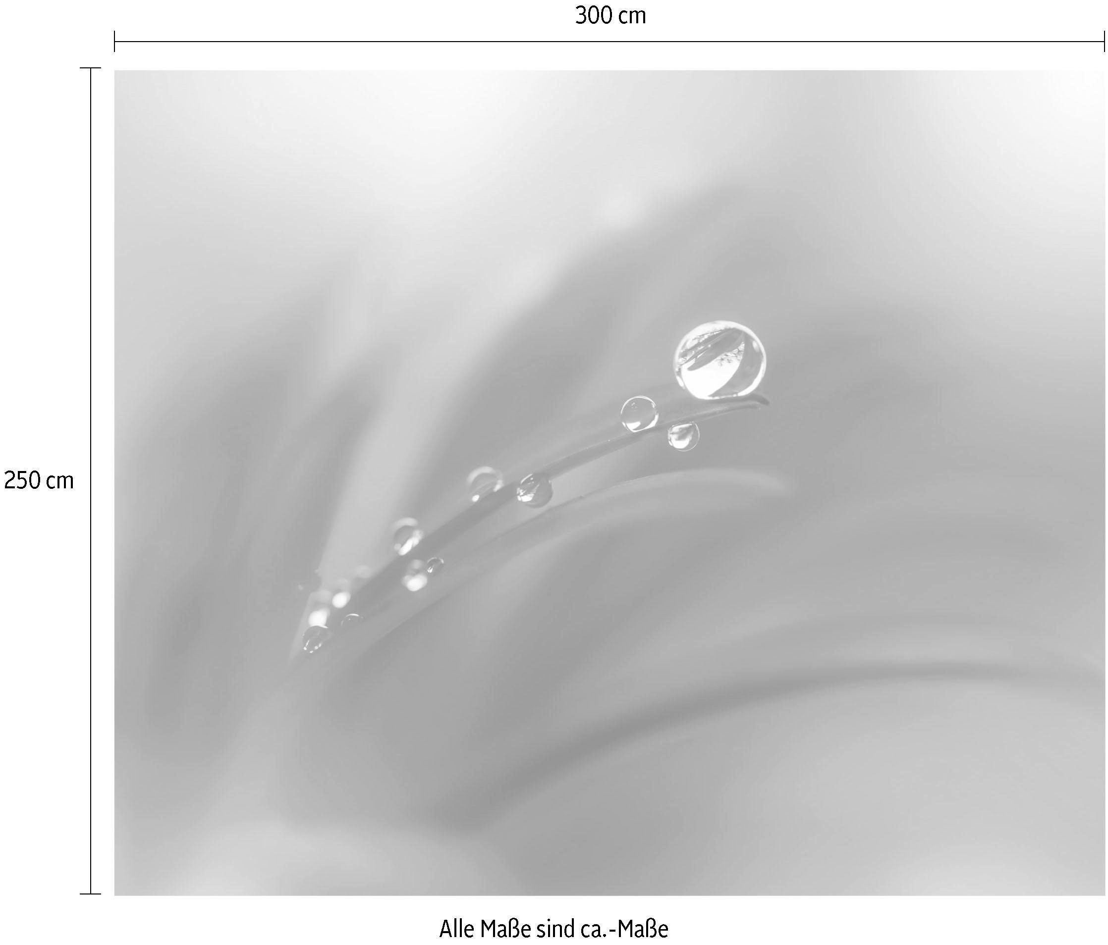 Komar Vliestapete »Digitaldruck Vlies - Tautropfen - Grösse 300 x 250 cm«, bedruckt, Wohnzimmer, Schlafzimmer
