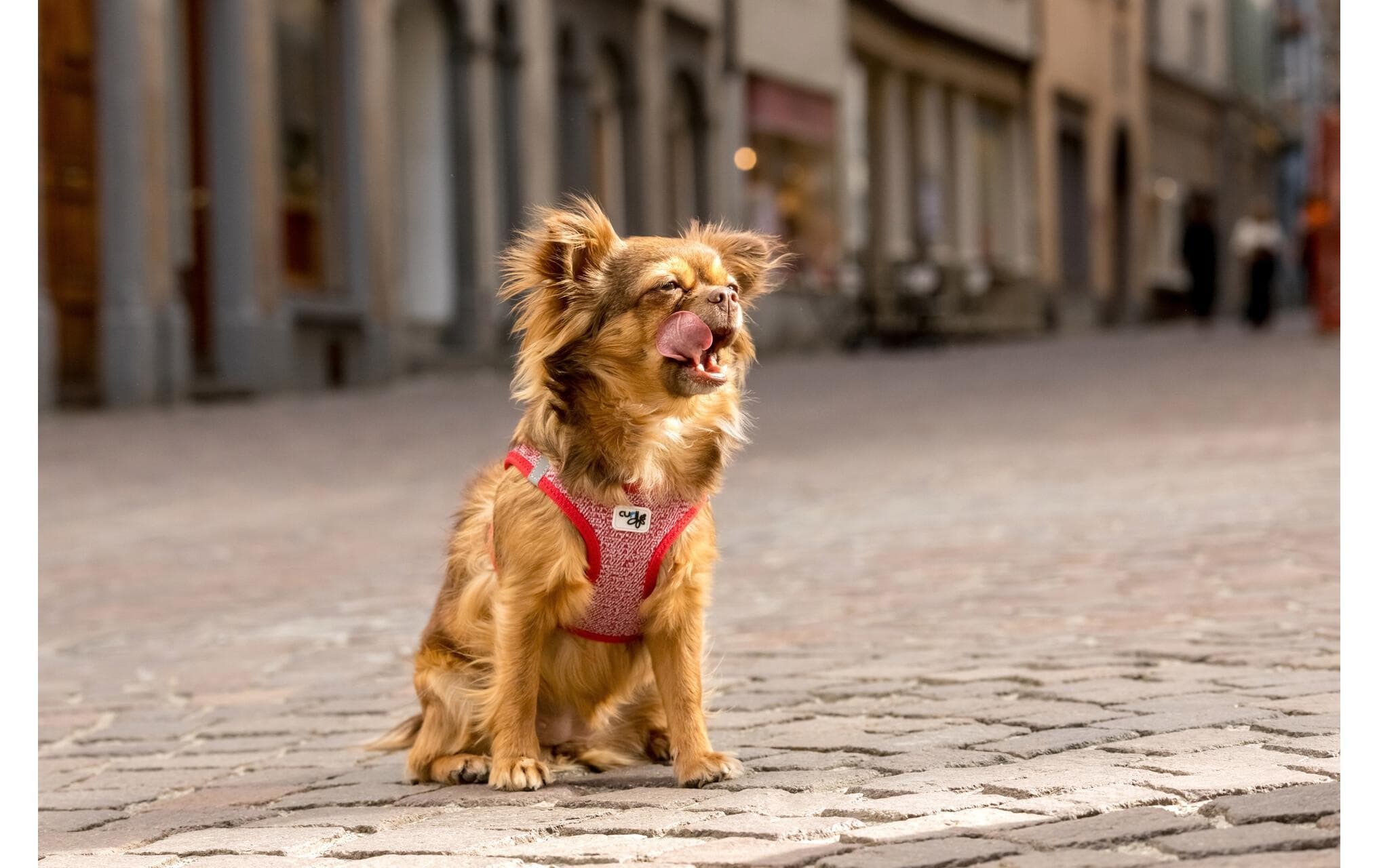 Curli Hunde-Geschirr »Merino XS«, Polyester