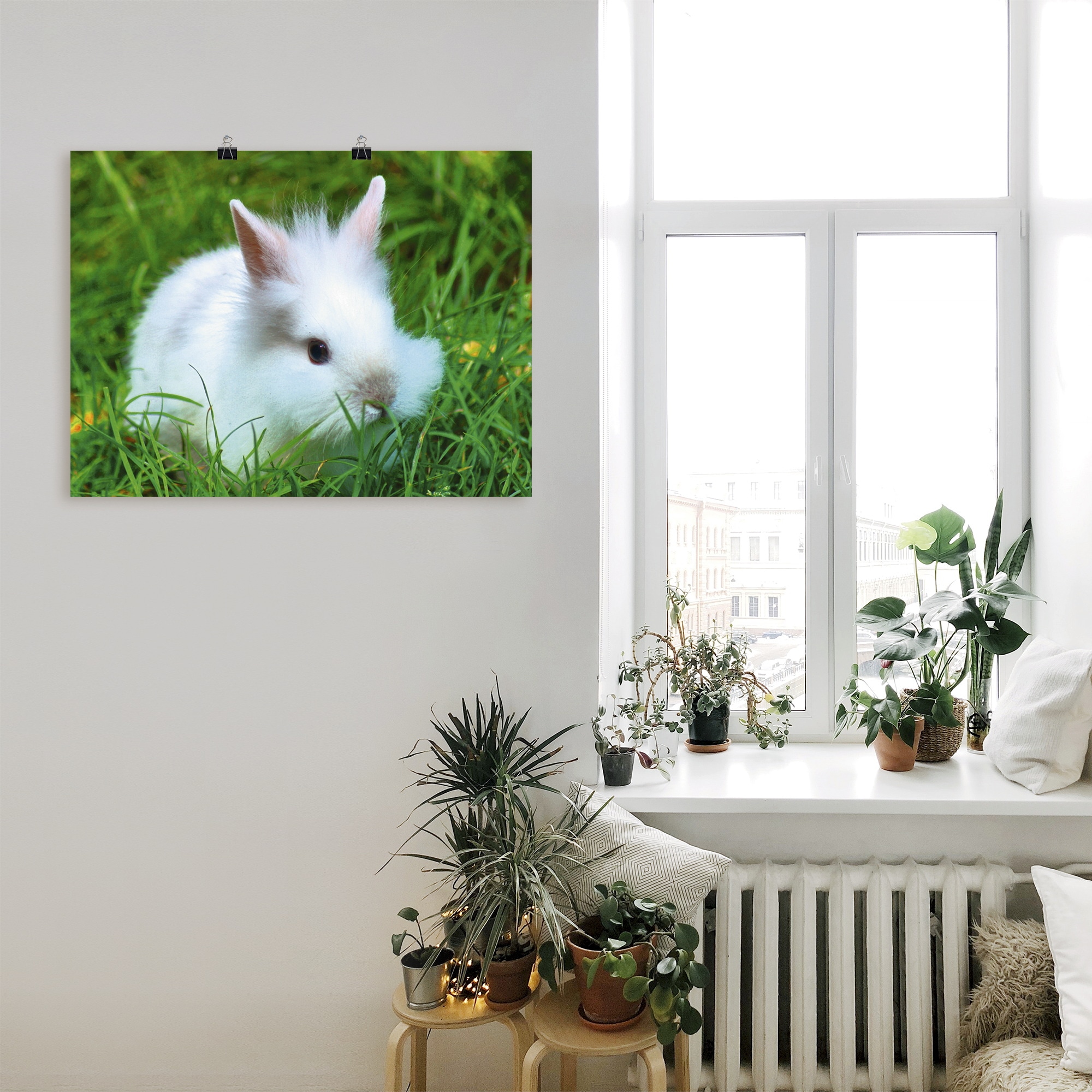 Artland Wandbild »Weisses Zwergkaninchen Baby«, Wildtiere, (1 St.), als  Alubild, Leinwandbild, Wandaufkleber oder Poster in versch. Grössen online  bestellen | Jelmoli-Versand