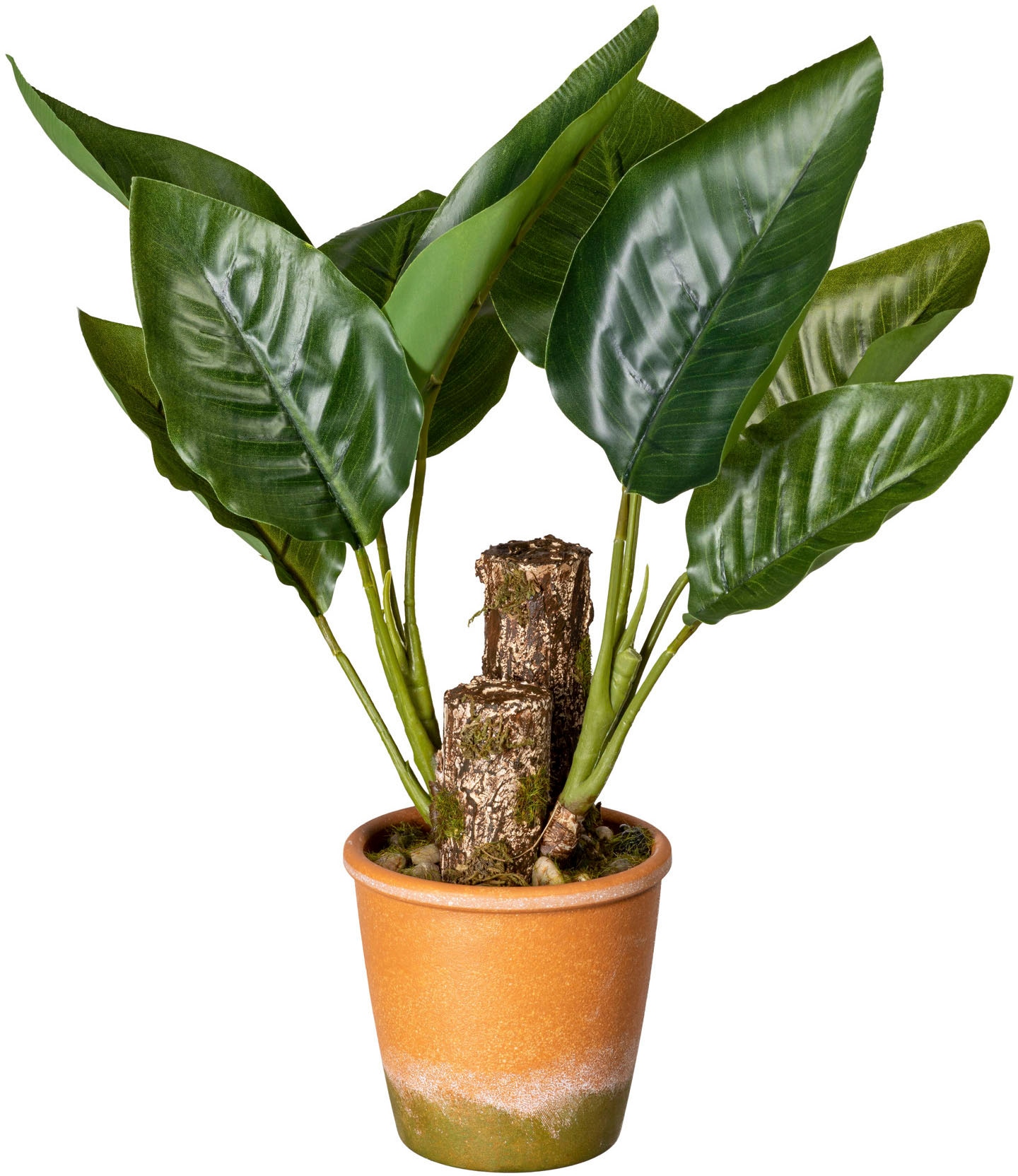 Jelmoli-Versand Paperpot Creativ kaufen »Blattpflanze | Canna«, green online Künstliche Zimmerpflanze im