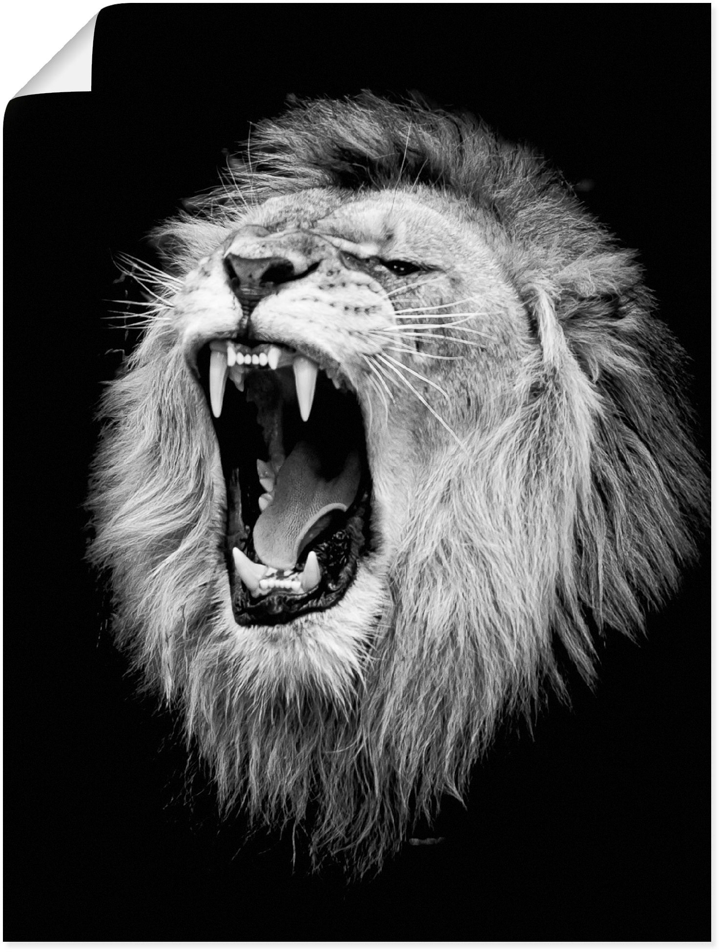 oder Grössen Artland Löwe«, Wandbild Wandaufkleber »Der Leinwandbild, als online in kaufen Poster (1 Wildtiere, St.), | versch. Jelmoli-Versand Alubild,