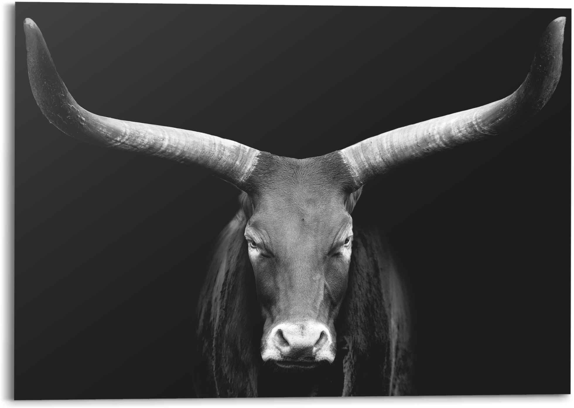 Geweih«, im (1 entdecken Jelmoli-Online »Afrikanische St.) Close-up - ❤ Wandbild - - Watusi Reinders! Kuh Auerochse Shop