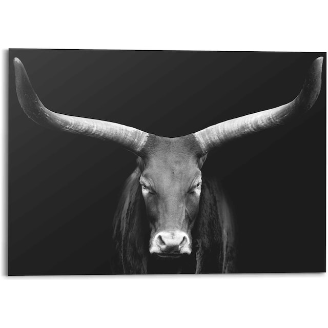 ❤ Reinders! Wandbild »Afrikanische Kuh Watusi - Close-up - Auerochse -  Geweih«, (1 St.) entdecken im Jelmoli-Online Shop