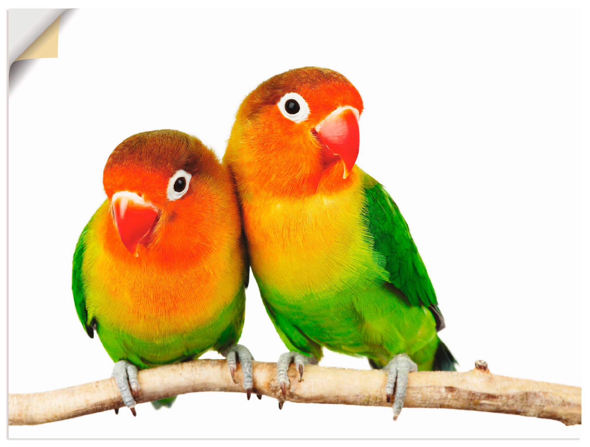 Artland Wandbild »Paar von Grauköpfchen - Papageien«, Vögel, (1 St.), als Leinwandbild, Poster, Wandaufkleber in verschied. Grössen