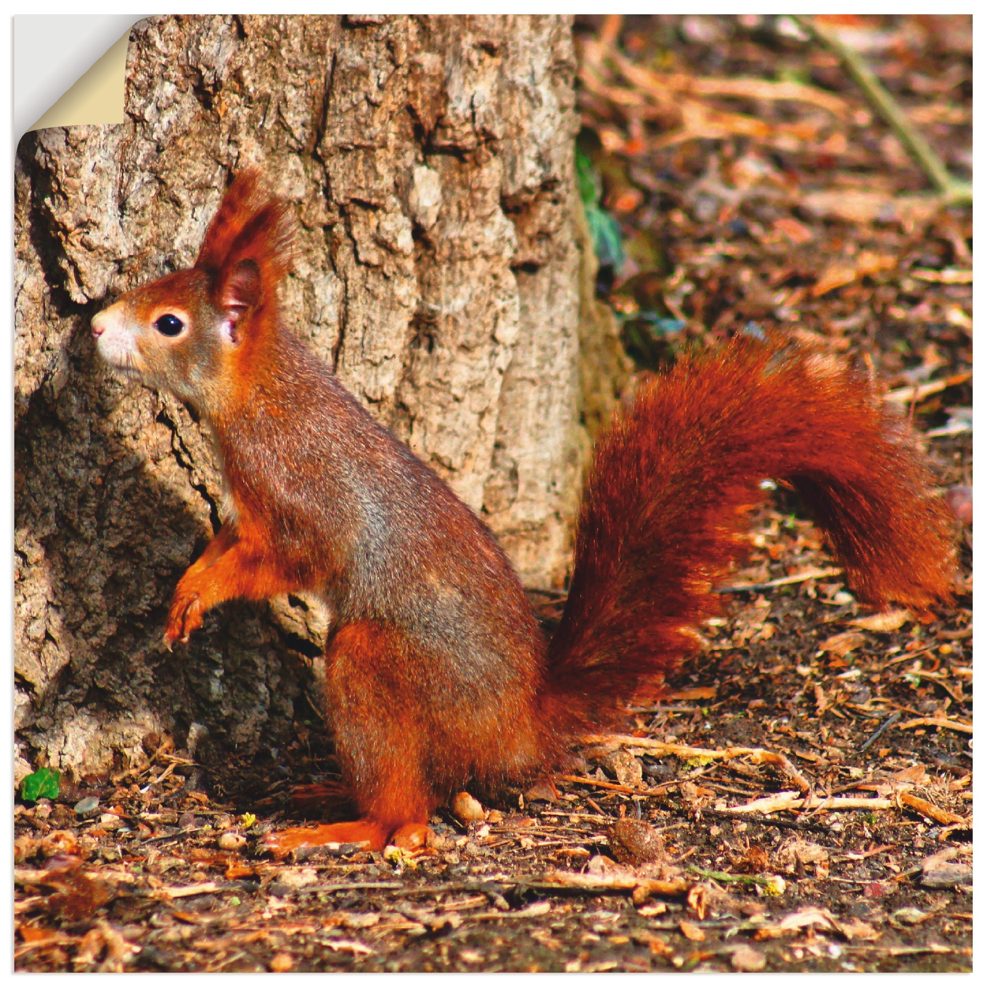 Artland Wandbild »Rotes Eichhörnchen will hoch hinaus«, Wildtiere, (1 St.), als Poster, Wandaufkleber in verschied. Grössen