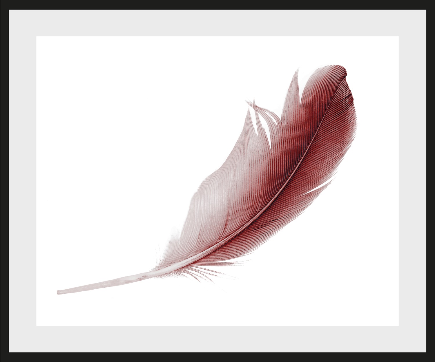 queence Bild "Muriel" Federn  Kunst