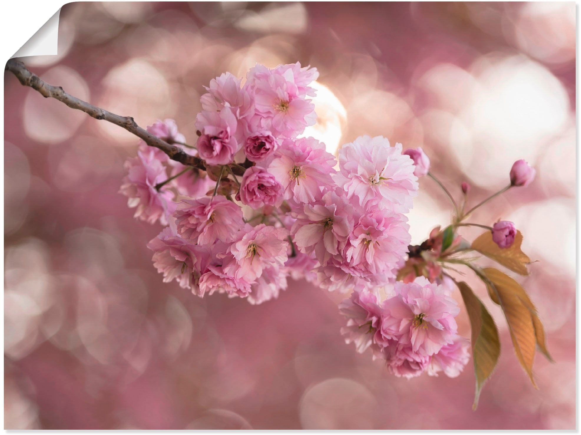 Artland Wandbild »Japanische Kirschblüte in Love III«, Blumen, (1 St.), als... kaufen