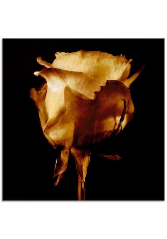 Glasbild »Vergoldete Rose«, Blumen, (1 St.)