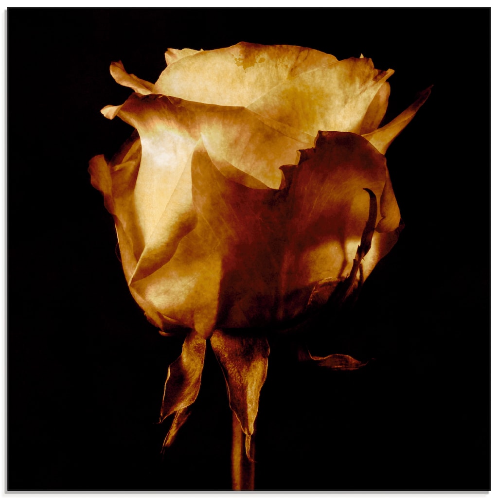 Artland Glasbild »Vergoldete Rose«, Blumen, (1 St.)