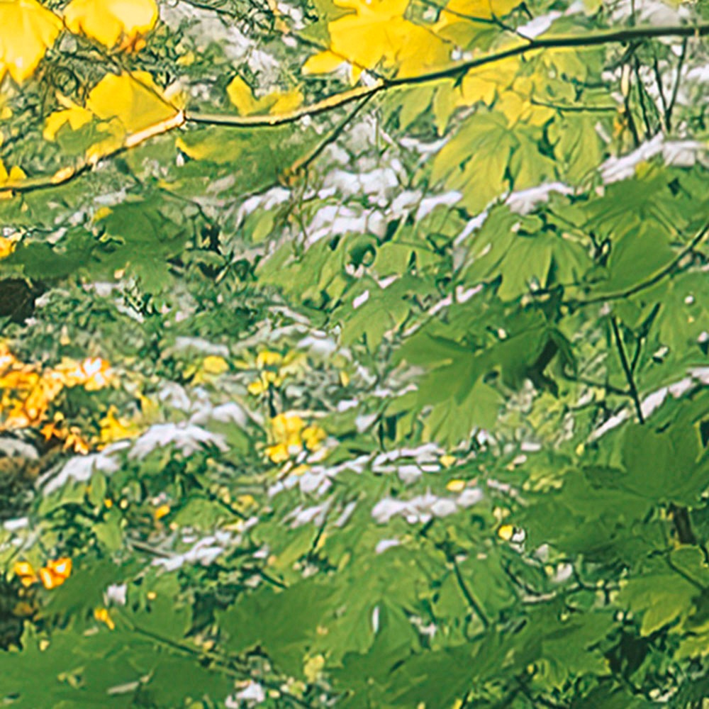 Komar Fototapete »Digitaldruck Vlies - Hall of Mosses - Grösse 400 x 250 cm«, bedruckt, Wohnzimmer, Schlafzimmer