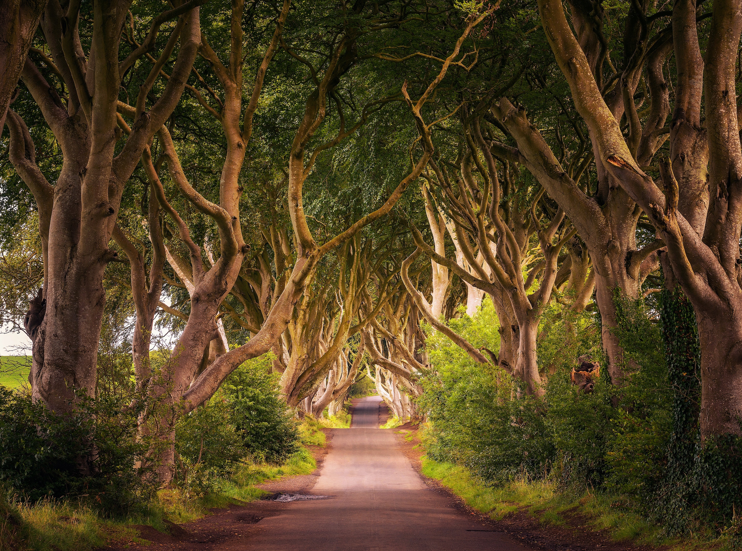 Papermoon Fototapete "Dark Hedges Tree Tunnel" glatt