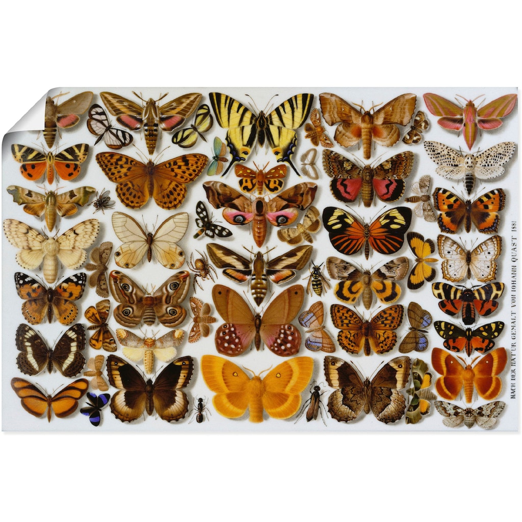 Artland Kunstdruck »Schmetterlinge. Porzellanmalerei. 1881«, Insekten, (1 St.)