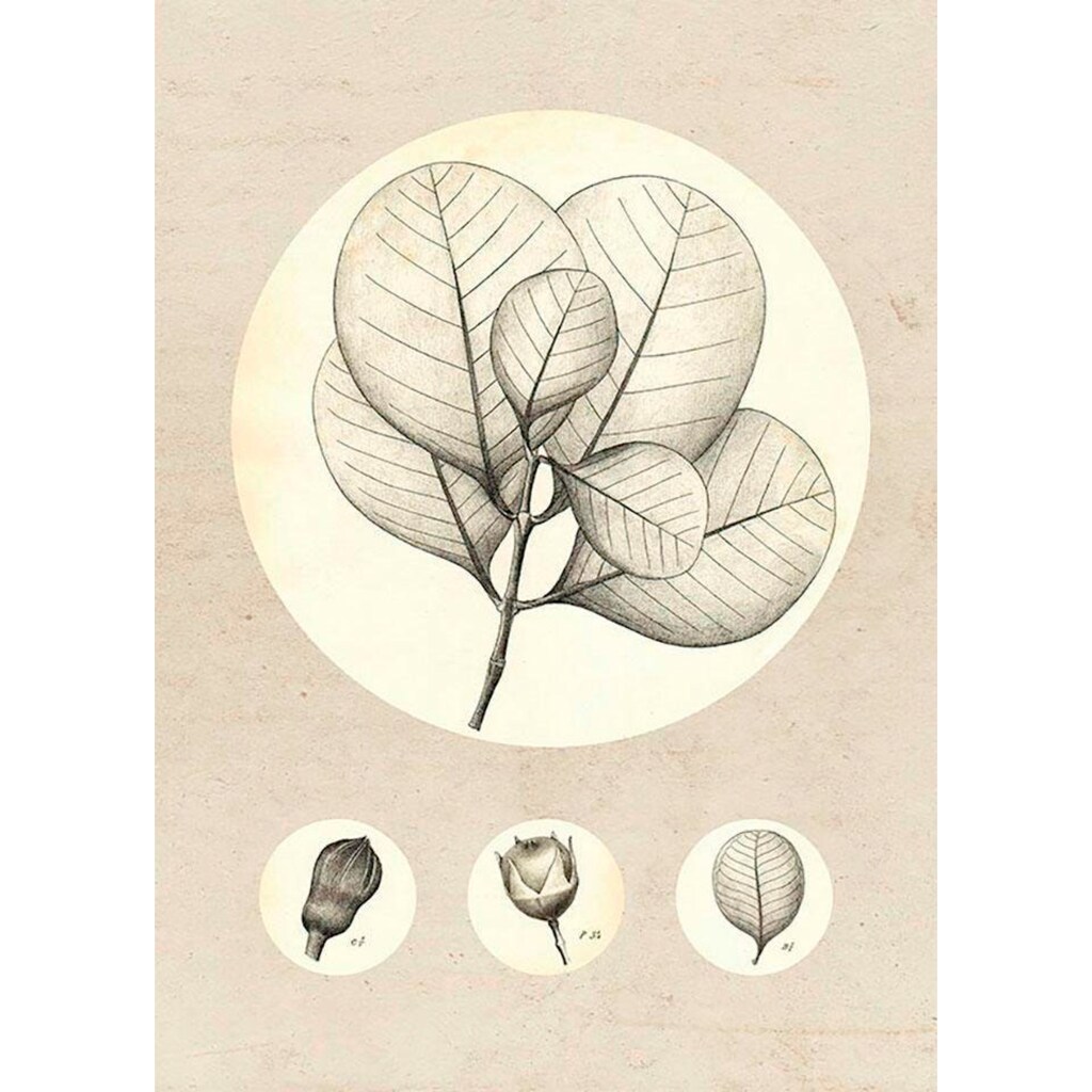 Komar Poster »Transparent Leaf«, Pflanzen-Blätter, (1 St.)