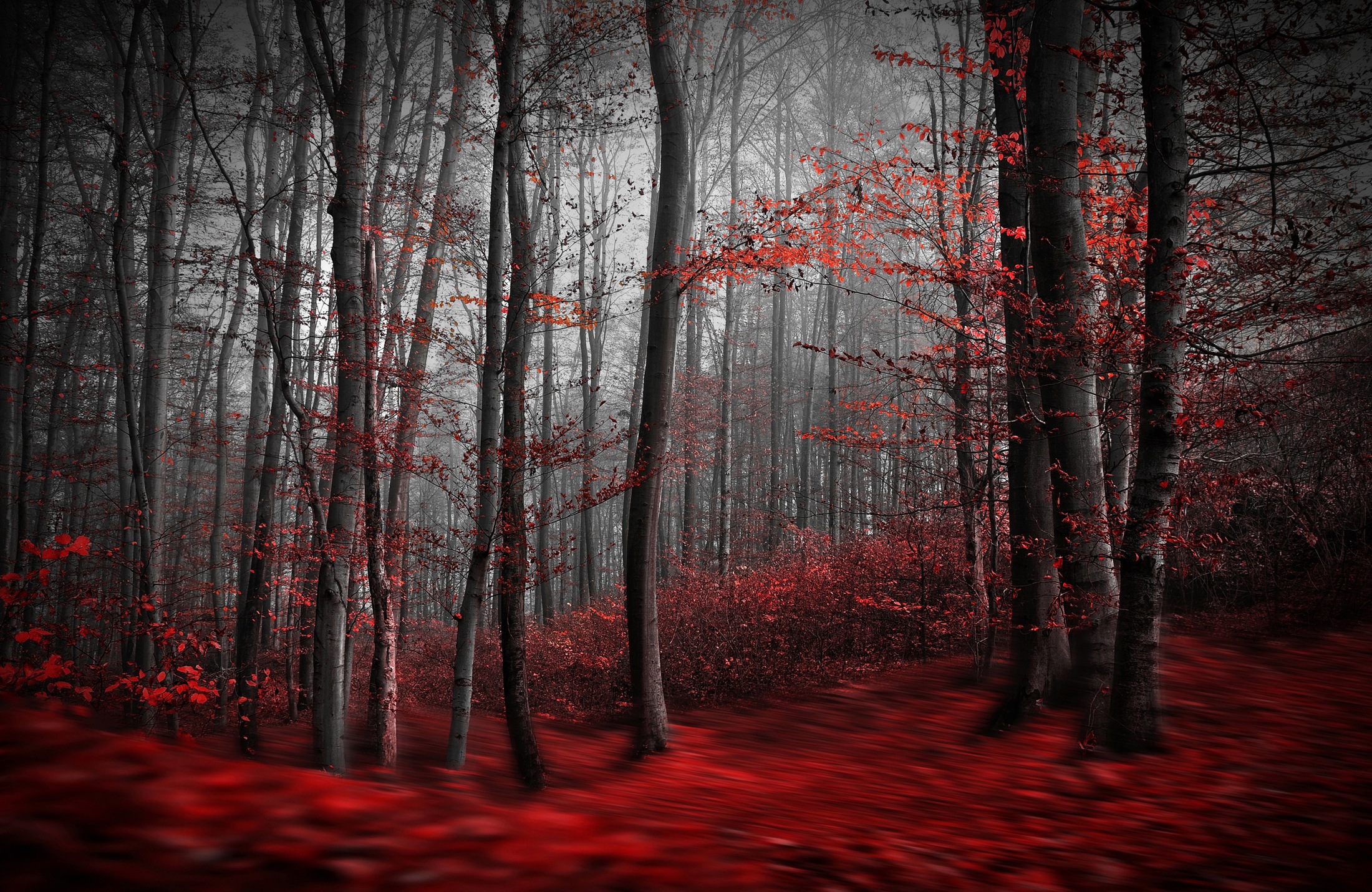 Papermoon Fototapete "Photo-Art SAMANTA KRIVEC, BLUTIGER FORREST"
