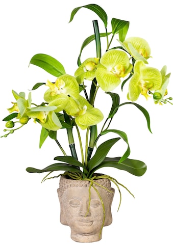Creativ green Kunstorchidee »Orchideen-Bambus-Arrangement im Buddhakopf«, (1 St.) kaufen