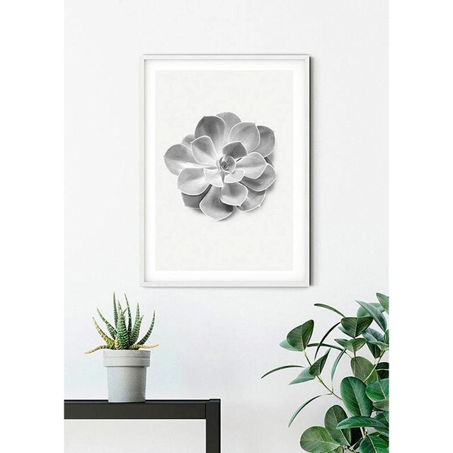 ❤ Komar Poster »Succulent Aeonium«, Pflanzen-Blätter, Kinderzimmer,  Schlafzimmer, Wohnzimmer kaufen im Jelmoli-Online Shop