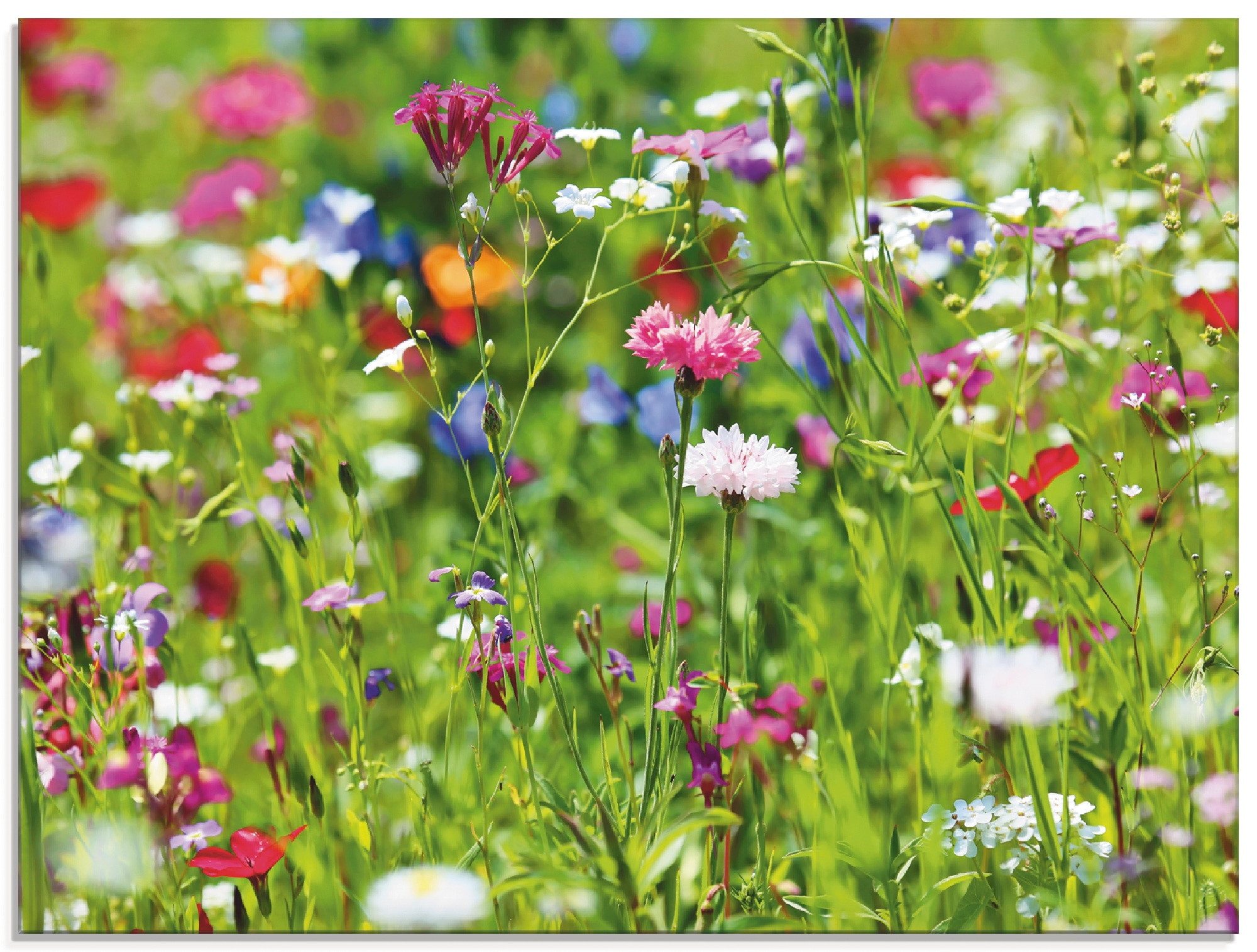 Glasbild »Blumenwiese I«, Blumenwiese, (1 St.), in verschiedenen Grössen