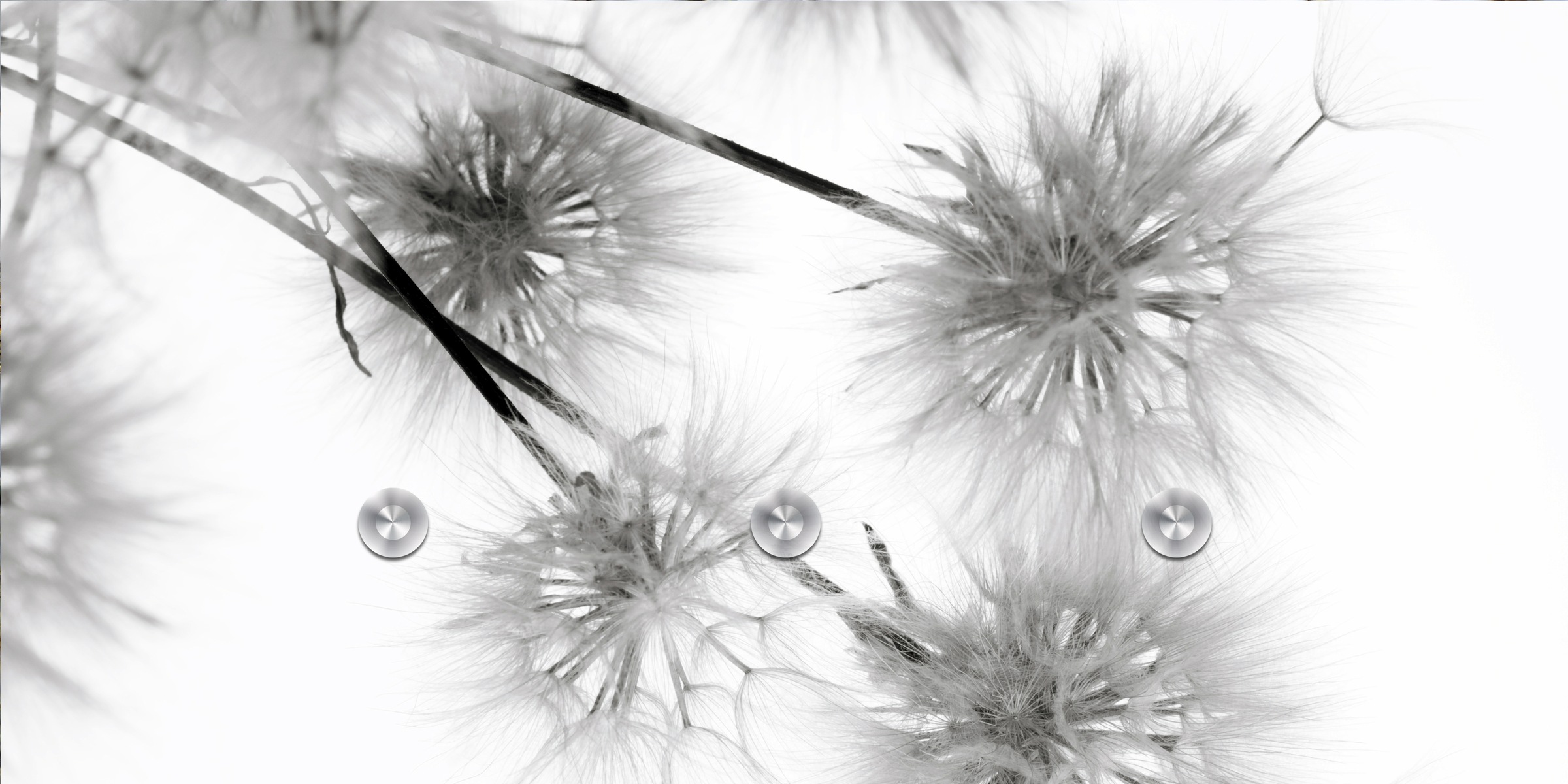 queence Garderobenleiste »Pusteblume«, (1 St.), inkl. 3 Edelstahlhaken und Aufhängung
