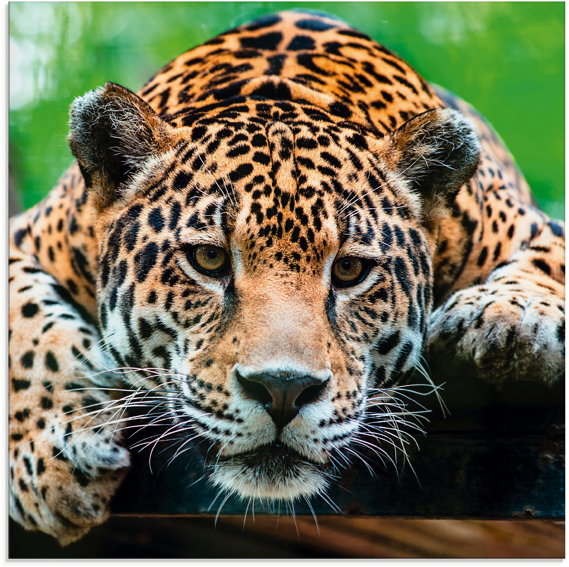 Artland Glasbild »Südamerikanischer shoppen St.) online Jaguar«, Jelmoli-Versand | Wildtiere, (1