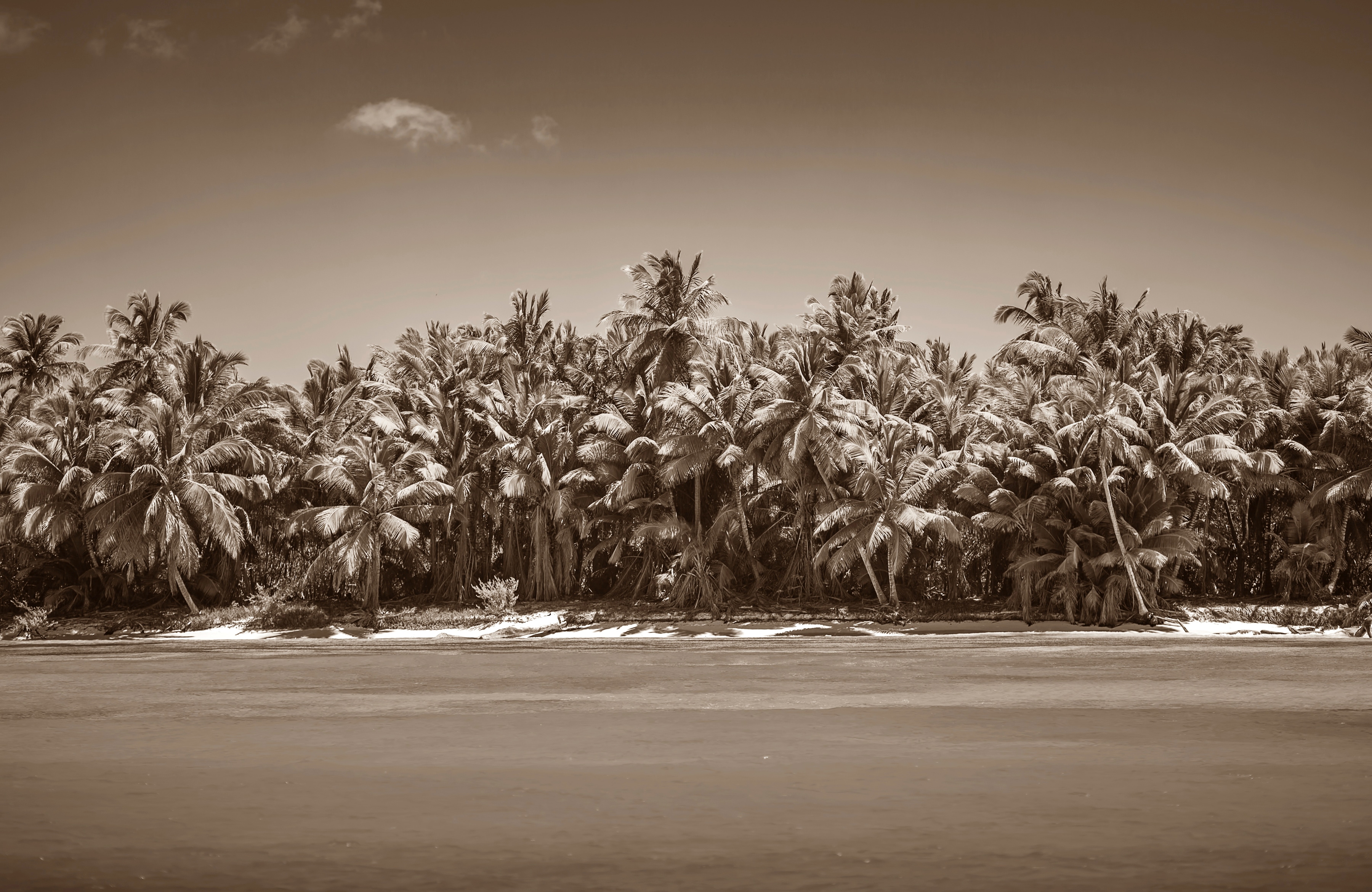 Papermoon Fototapete »PALMEN-SCHWARZ WEIssWANDBILD PALME NATUR BÄUME MEER SEE«