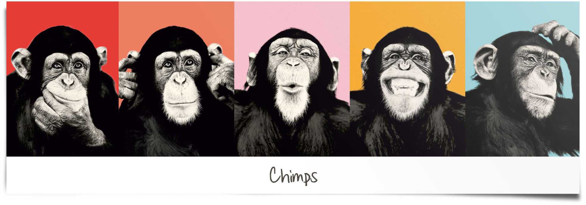 Reinders! Poster »Schimpanse Pop«, (1 St.)